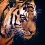 Top nature animal wallpaper free Download