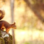 Top nature animal wallpaper Download