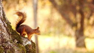 Top nature animal wallpaper Download