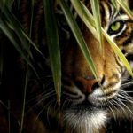 Top nature animal wallpaper HD Download