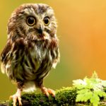 Top nature animal wallpaper 4k Download