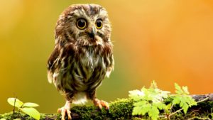 Top nature animal wallpaper 4k Download