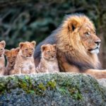 Top nature animal wallpaper 4k Download