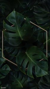 Top plant background 4k Download