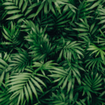 Top plant background HD Download