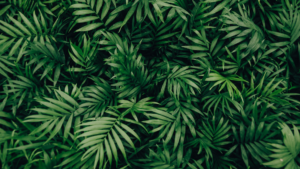 Top plant background HD Download