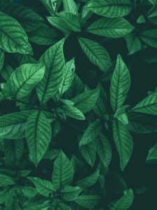 Download plant background HD