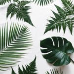 Download plant background HD