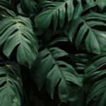 Top plant background free Download