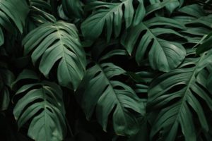 Top plant background free Download