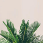 Top plant background Download