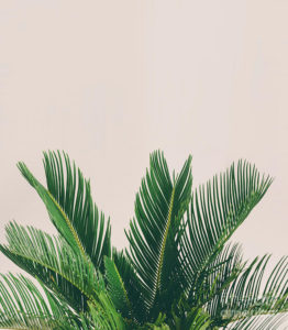 Top plant background Download