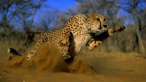 Top running cheetah live wallpaper 4k Download