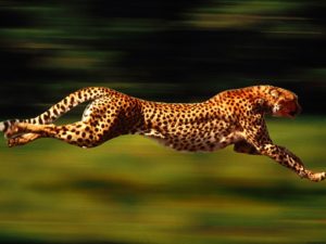 Download running cheetah live wallpaper HD