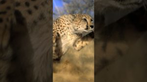 Top running cheetah live wallpaper 4k Download