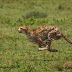 Top running cheetah live wallpaper free Download