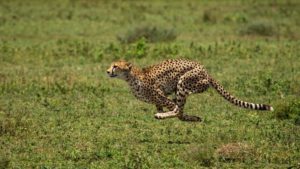 Top running cheetah live wallpaper free Download