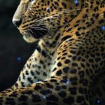 Download running cheetah live wallpaper HD