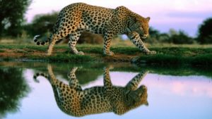 Top running cheetah live wallpaper Download