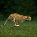 Top running cheetah live wallpaper Download