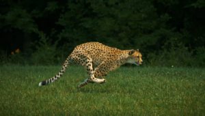 Top running cheetah live wallpaper Download