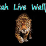 Top running cheetah live wallpaper HD Download