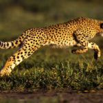 Top running cheetah live wallpaper 4k Download