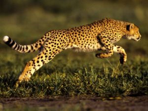 Top running cheetah live wallpaper 4k Download