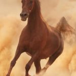 Download running horse hd wallpaper for mobile HD