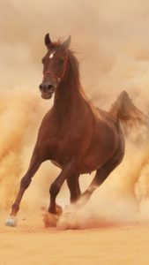 Download running horse hd wallpaper for mobile HD