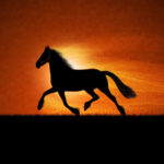 Top running horse hd wallpaper for mobile 4k Download