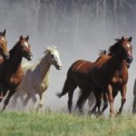 Download running horse hd wallpaper for mobile HD