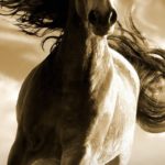 Download running horse hd wallpaper for mobile HD