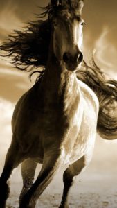 Download running horse hd wallpaper for mobile HD