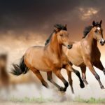 Download running horse hd wallpaper for mobile HD