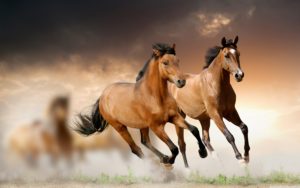 Download running horse hd wallpaper for mobile HD