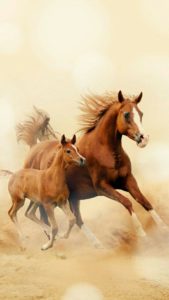 Download running horse hd wallpaper for mobile HD