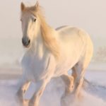 Top running horse hd wallpaper for mobile Download