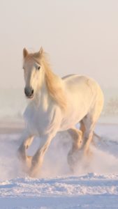 Top running horse hd wallpaper for mobile Download