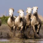 Download running horse hd wallpaper for mobile HD