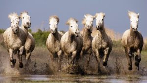 Download running horse hd wallpaper for mobile HD