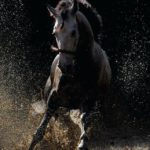 Download running horse hd wallpaper for mobile HD