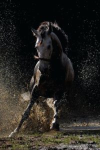 Download running horse hd wallpaper for mobile HD