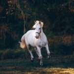 Download running horse hd wallpaper for mobile HD