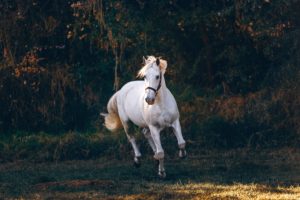 Download running horse hd wallpaper for mobile HD