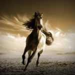 Top running horse hd wallpaper for mobile free Download