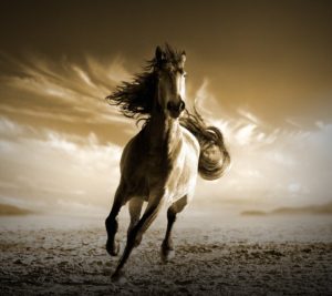 Top running horse hd wallpaper for mobile free Download