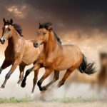 Top running horse hd wallpaper for mobile 4k Download