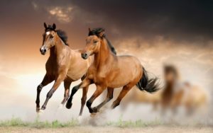 Top running horse hd wallpaper for mobile 4k Download