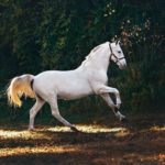 Top running horse hd wallpaper for mobile HD Download